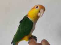 Full Evcil Konuşan Caique