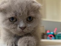 Scottish Fold (Kahve) ve Scottish Fold Blue Point (Lokum)