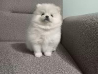 Sağlık Ve Irk Garantili Pomeranian Minikler