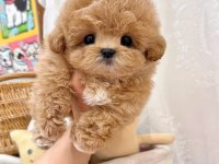 Tr Nin En Kaliteli Kore Maltipoo Yavruları