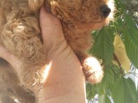 Toy poodle bebekler 45 günlük
