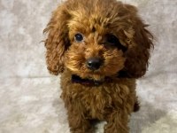 Dostunuz Toy Poodle