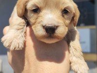 1 dişi 4 erkek maltipoo bebeklerim