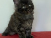 Maine coon black smoke erkek yavru