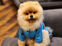 Teddy Bear ERKEK Pomeranian BOO ÜST KALİTE