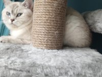 British Shorthair Kedilerim
