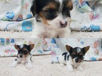 Şecereli erkek biewer yorkshire terrier