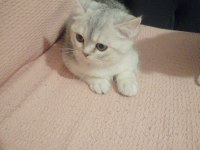 Yavru british shorthair kediler