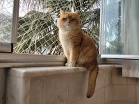 Golden Erkek BSH BY12 British Shorthair