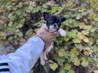 Çok Sevimli ve Oyuncu French Bulldog Yavrularımız