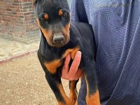 KİNG DOBERMAN YAVRULARI