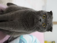BRİTİSH SHORTHAİR KEDİM