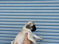 HAMBURGER SURAT GÜL KUYRUK PUG MOPS