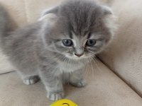 4 adet 50 günlük yavru scottish fold