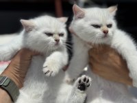 ziyarete açık beyaz mavi gözlü british shorthair 