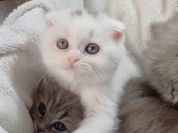Veteriner kontrollü bebek kedilerimiz