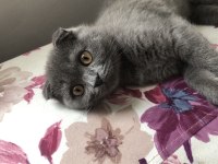 Aşıları tam 6 aylık erkek Scottish fold malzemeleri ile