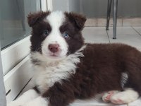 Sağlıklı safkan border collie yavrular