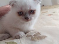 1.5 aylik safkan scottish fold blue point yavrularimiz