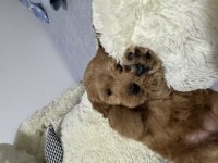 2 Aylık Dişi Toy Poodle Yavrumuz
