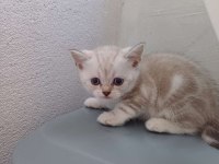 Birbirinden Güzel Scottish Fold Bebekler