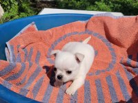 Mükemmel Teacup Chihuahua Erkek Yavru