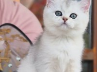 Siyah ve beyazın uyumu ns24 british shorthair