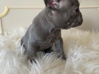 Blue & Lilac A Kalite French Bulldog Yavrularımız