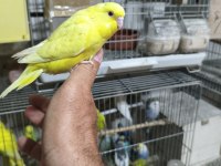 Ele alıştırmalık