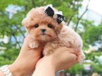 Mükemmel Maltipoo Yavruları Kore