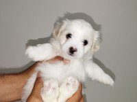 Orijinal maltese bebeklerimiz