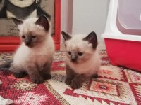 Mavi gözlü siyam kedilerimiz