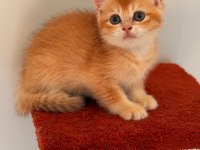 Altın sarısı golden british shorthair kızım