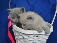 British Shorthair Yavru