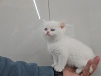 Golden point British shorthair erkek