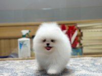 Ayı Surat Pomeranian Boo Yavrumuz