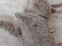 British shorthair kediler