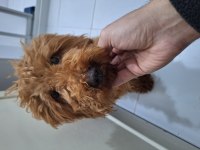 5 aylık dişi toy poodle