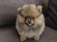 Pomeranian spitz disi erkek