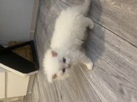 Safkan british shorthair-longhair