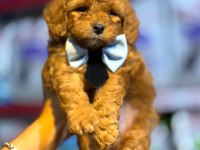 GÜZEL BEBEKLERİM MALTİPOO