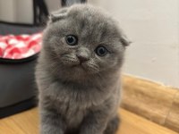 British ve scottish fold dişi kedimiz