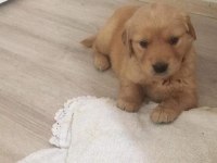 A kalite yavrularımız ırk sağlık garantilidir golden