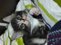 Gift of kings cattery maine coon yavrular
