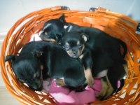 Şivava yavru köpekler
