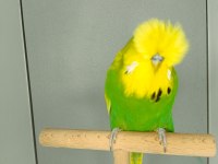Show jumbo muhabbet kuşu