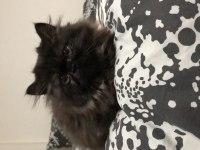 Exotic Shorthair Ankara