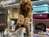Toy Poodle Köpekler İçin Ulaşın