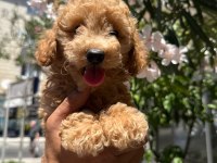 Orjinal apricot yavru poodle