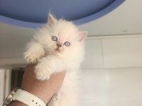 BRITISH LONGHAIR GÜZELLER GÜZELİ YAVRULARIM 
